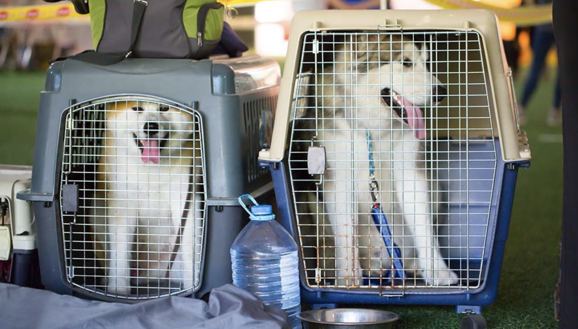 How Long Can a Dog be in a Pet Carrier?